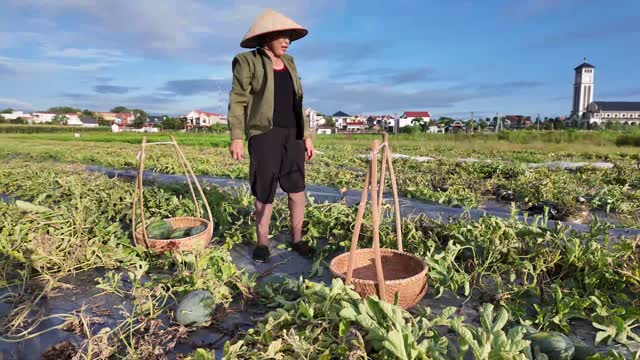 Farmer Standing In Watermelon Field