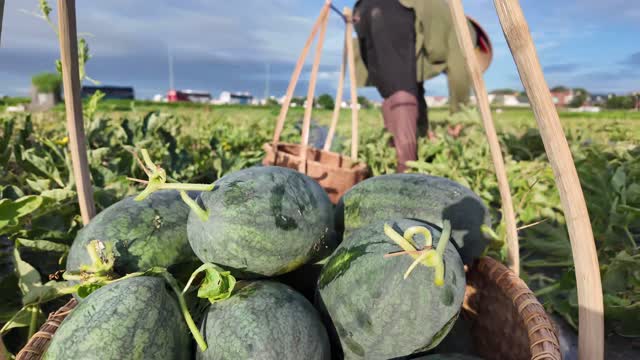 Basket Of Watermelons Closeup