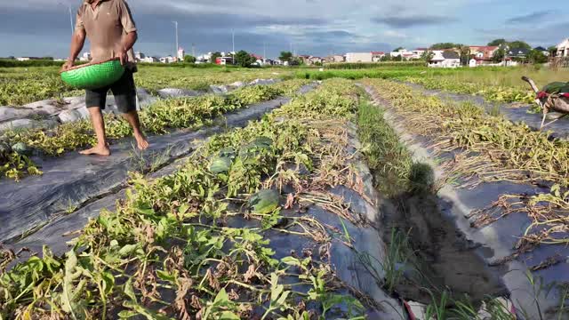 Farmer Carrying Basket Through Field