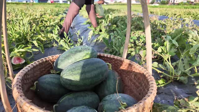 Watermelon Basket In Field