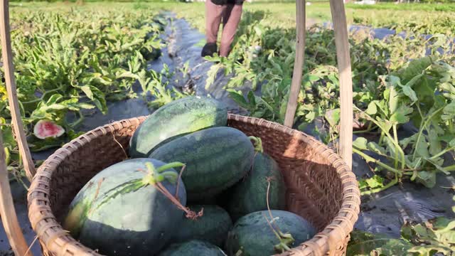 Full Basket Of Fresh Watermelons