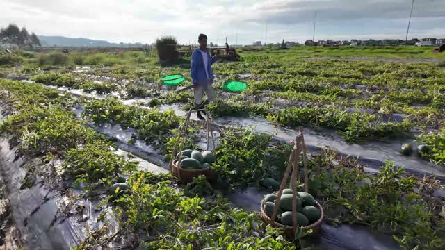 Aerial View Watermelon Harvest