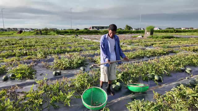 Farmer With Carrying Baskets