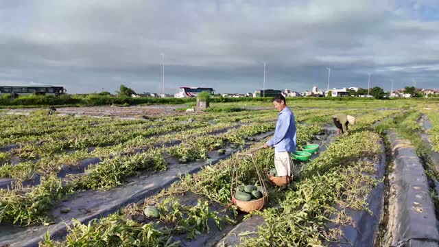 Wide Watermelon Field View