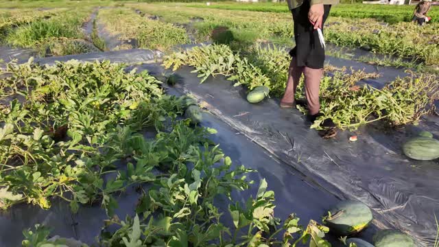 Walking Through Watermelon Rows