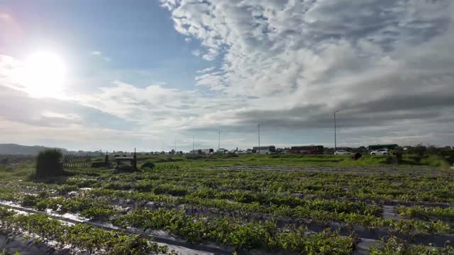 Watermelon Field At Sunrise