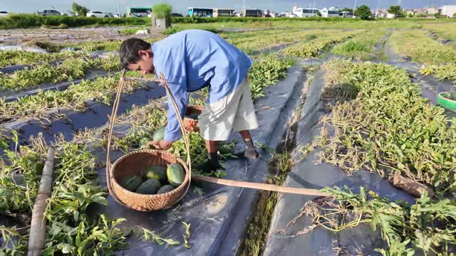 Farmer Loading Shoulder Pole Baskets