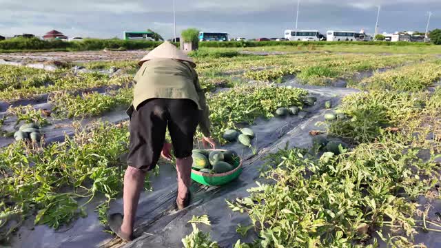 Farmer Collecting Watermelons