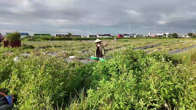 Farmer In Overgrown Field