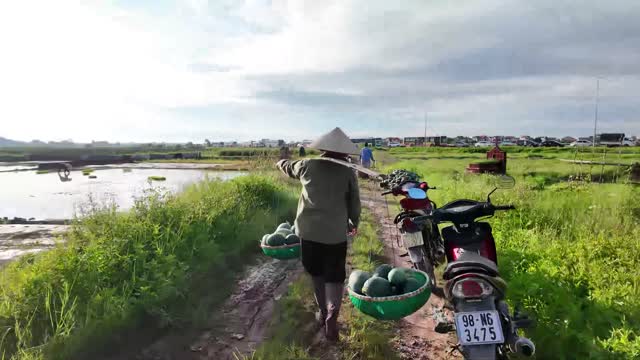 Carrying Watermelons Along Path