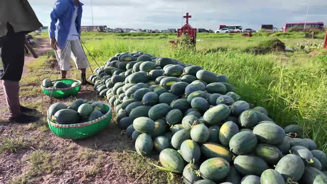 Long Row Of Harvested Watermelons