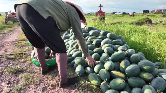 Piling Up Harvested Watermelons
