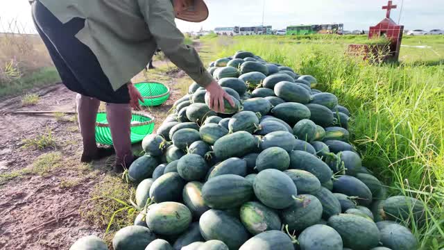 Mound Of Fresh Watermelons