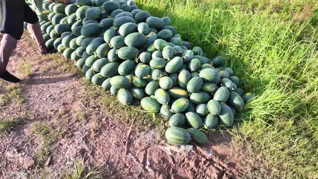 Loading Watermelons Onto Truck
