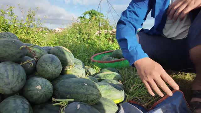 Pile Of Harvested Watermelons