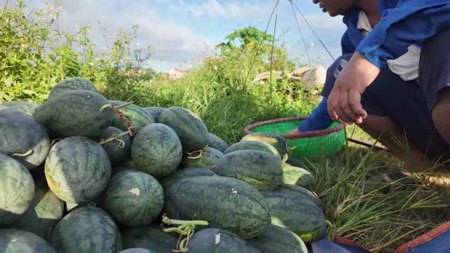 Fresh Watermelons Stacked By Basket