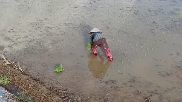 Farmer Transplanting Rice Seedlings
