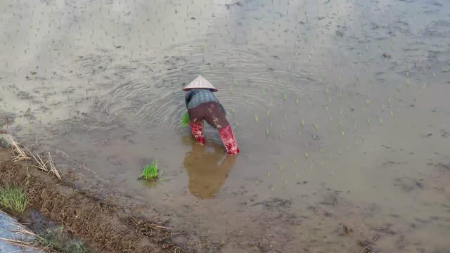 Planting Rice In Flooded Paddy