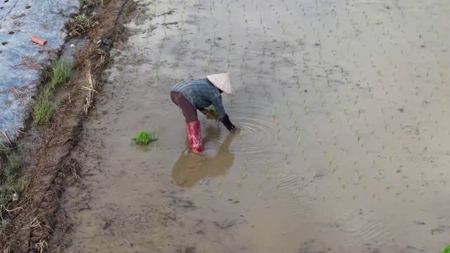 Rice Seedling Transplanting Paddy
