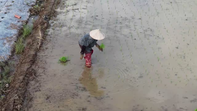 Farmer Planting Rice Field