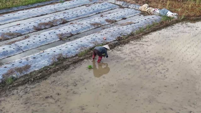 Rice Planting Beside Mulch Beds