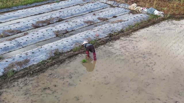 Farmer In Flooded Paddy