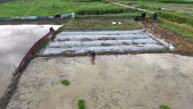 Aerial Paddy Field Farmer