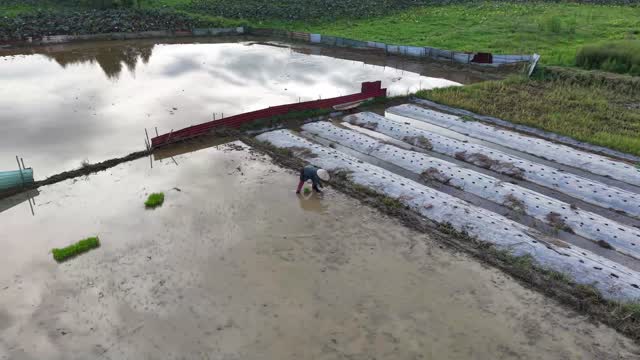 Farmer Planting Near Pond