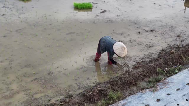 Close Rice Transplanting Work