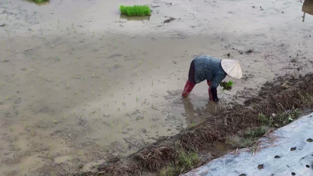 Farmer Bending Planting Rice