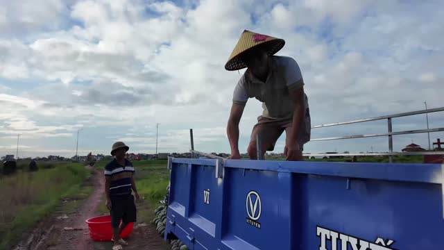 Loading Watermelons For Transport