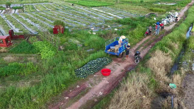 Loading Watermelons Onto Truck