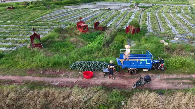 Farmer Loading Truck With Watermelons