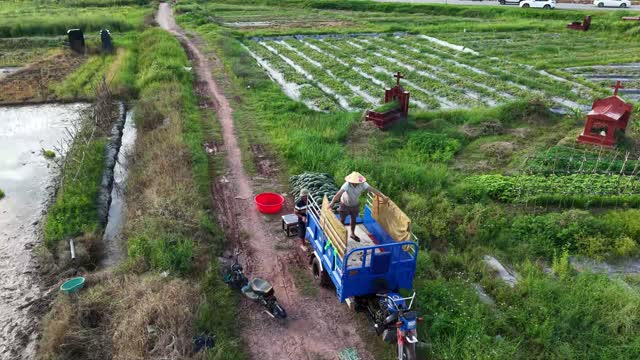 Loading Watermelons Onto Cargo Trike