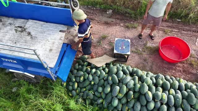 Weighing Watermelons At Cargo Trike