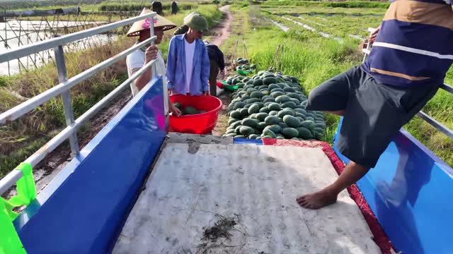 Workers Loading Watermelon Cargo