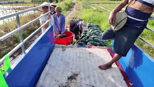 Transferring Watermelons To Boat