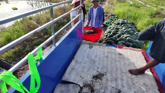Stacking Watermelons On Cargo Boat