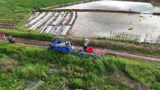 Loaded Watermelon Trike By Pond