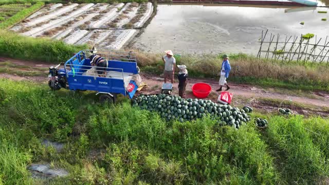 Farmers Weighing Watermelon Harvest