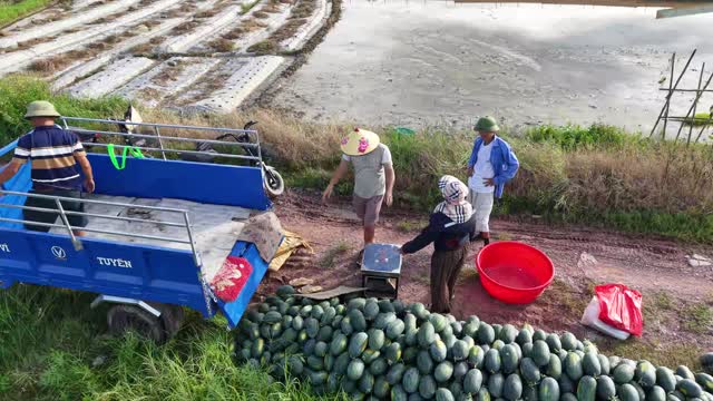 Watermelon Pile By Cargo Trike