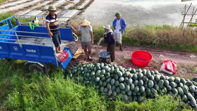 Farmers At Watermelon Pile