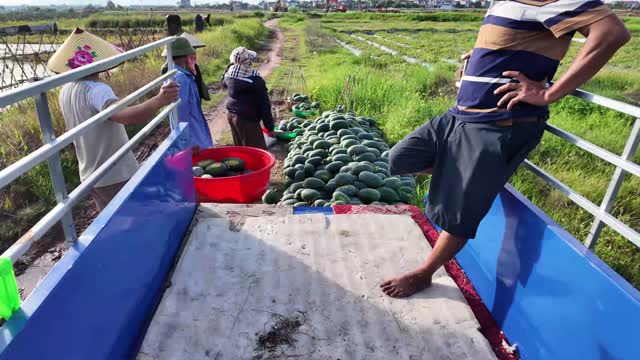 Loading Watermelons At Field Edge