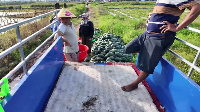 Watermelon Loading Teamwork