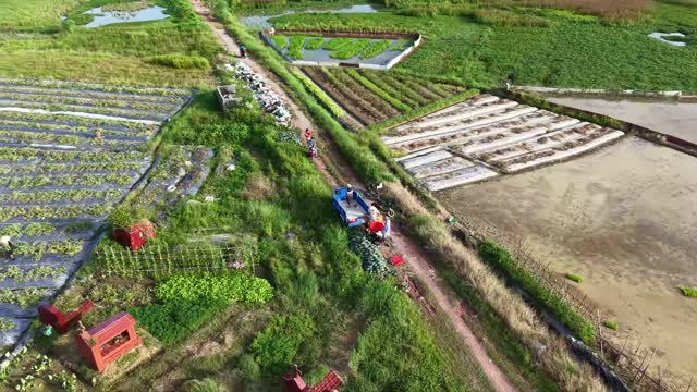 Watermelon Trike Among Fields