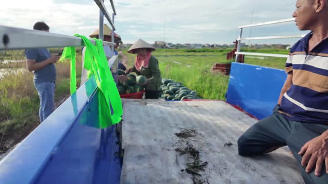 Loading Watermelons Onto Truck