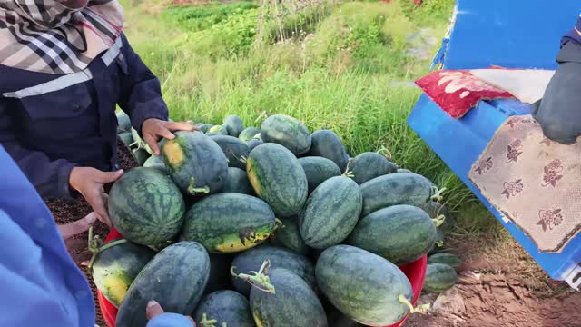 Sorting Watermelons Into Basin