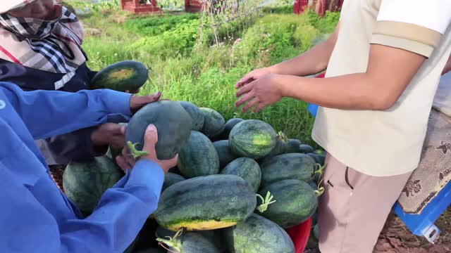 Handling Fresh Watermelons