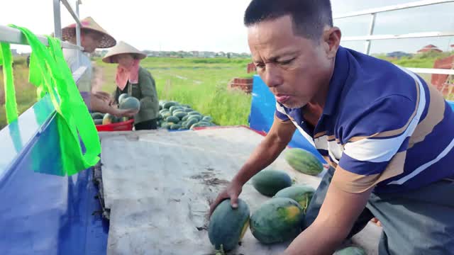 Farmer Sorting Watermelons On Truck