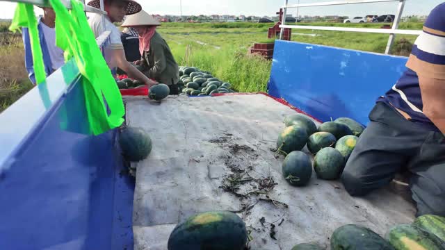 Loading Watermelons Onto Truck Bed